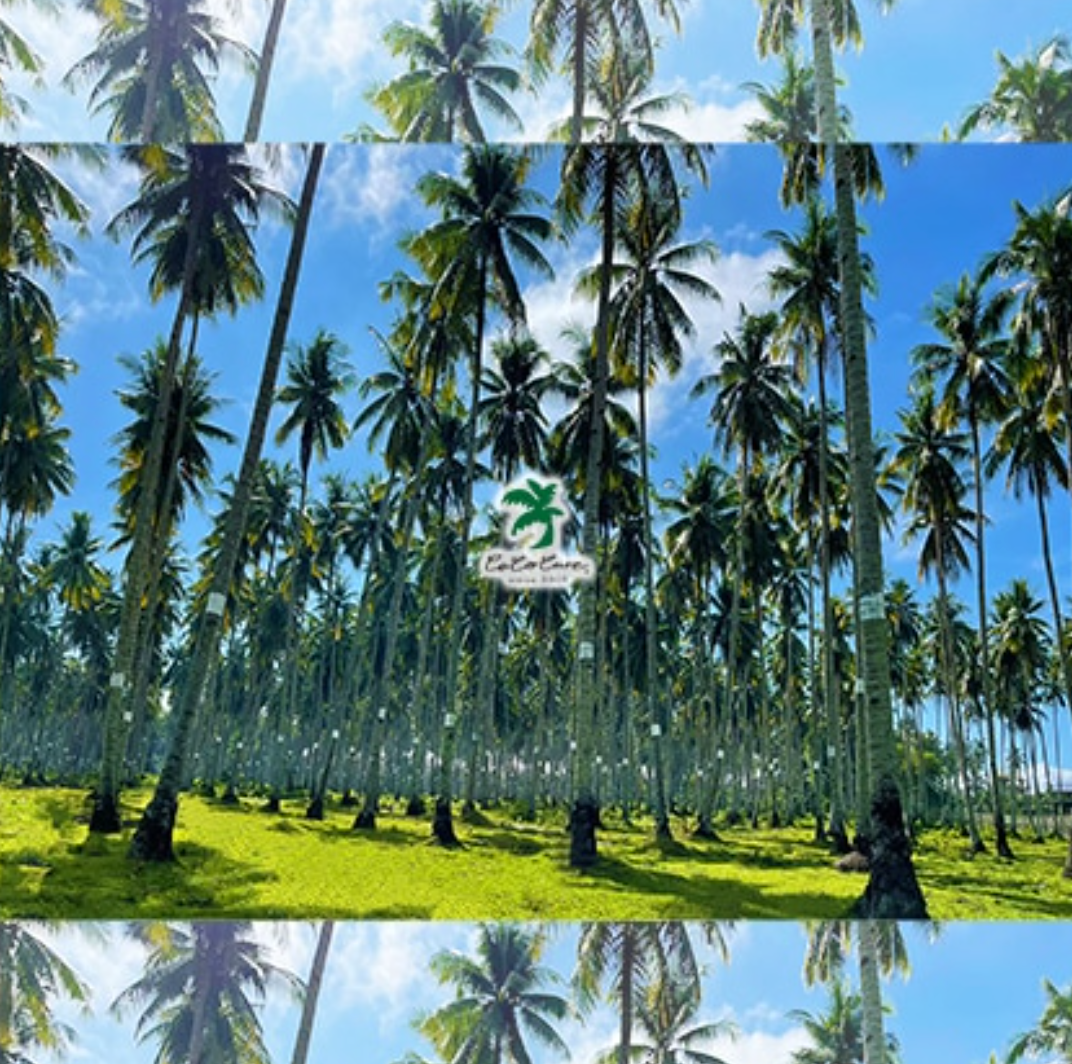 Get a great deal on this 400ml set of 12 cans organic coconut milk